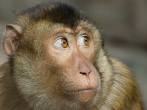 a macaque monkey