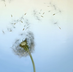 A dandelion's seeds are blown away by the wind