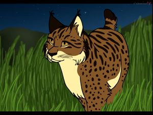 Winning Lynx animation