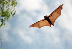 A Flying bat
