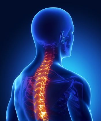 Spinal column lit up on a skeleton