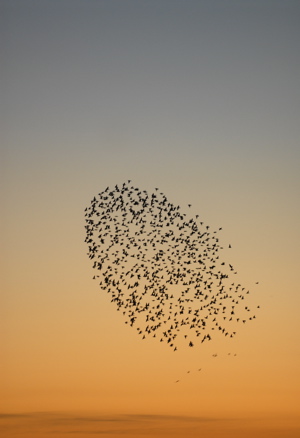A flock of birds in synchrony