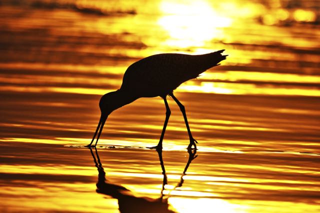 Bird feeding on beach in sunset : copyright www.istockphoto.com 59995154