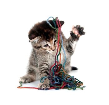 A kitten playing with wool: copyright istock.com 14843872