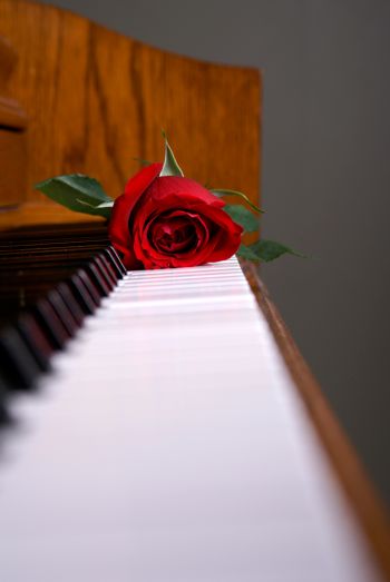Rose on keys of a piano