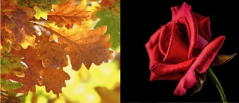 oak leaves versus red rose