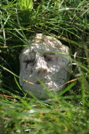 Skull in the grass