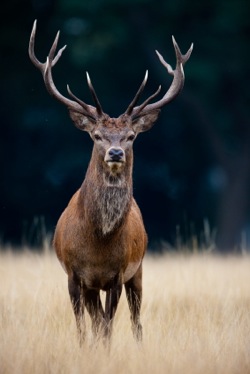 A deer standing on a grassy plain