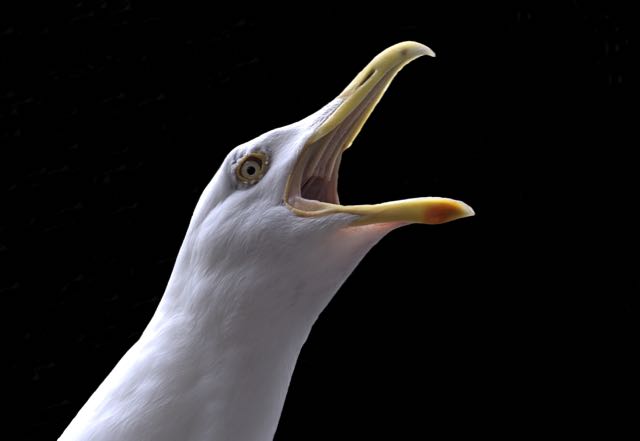 A seagull squawking