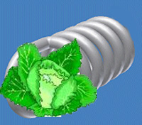 A spring cabbage