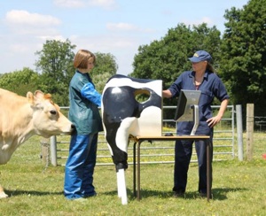 The Haptic Cow stands in a field