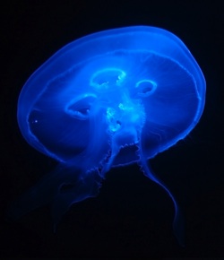 a jellyfish that seems to glow blue against a black background