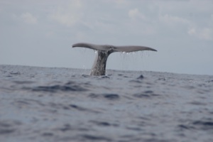 a whale's tail sticking out of the water