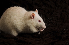 A rat eating