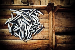 Lots of fish on a wooden dock
