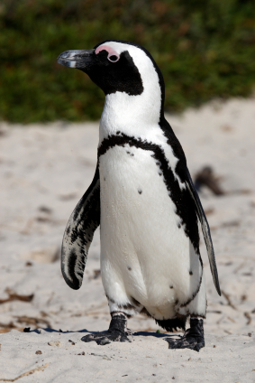 an african penguin
