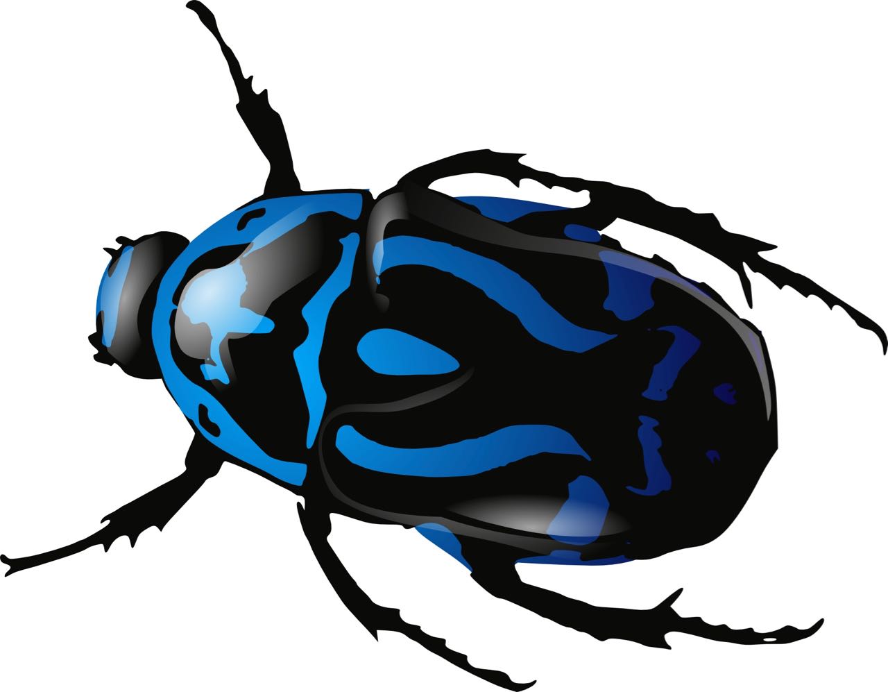 blue and black beetle : Image from pixabay.com REF 34372