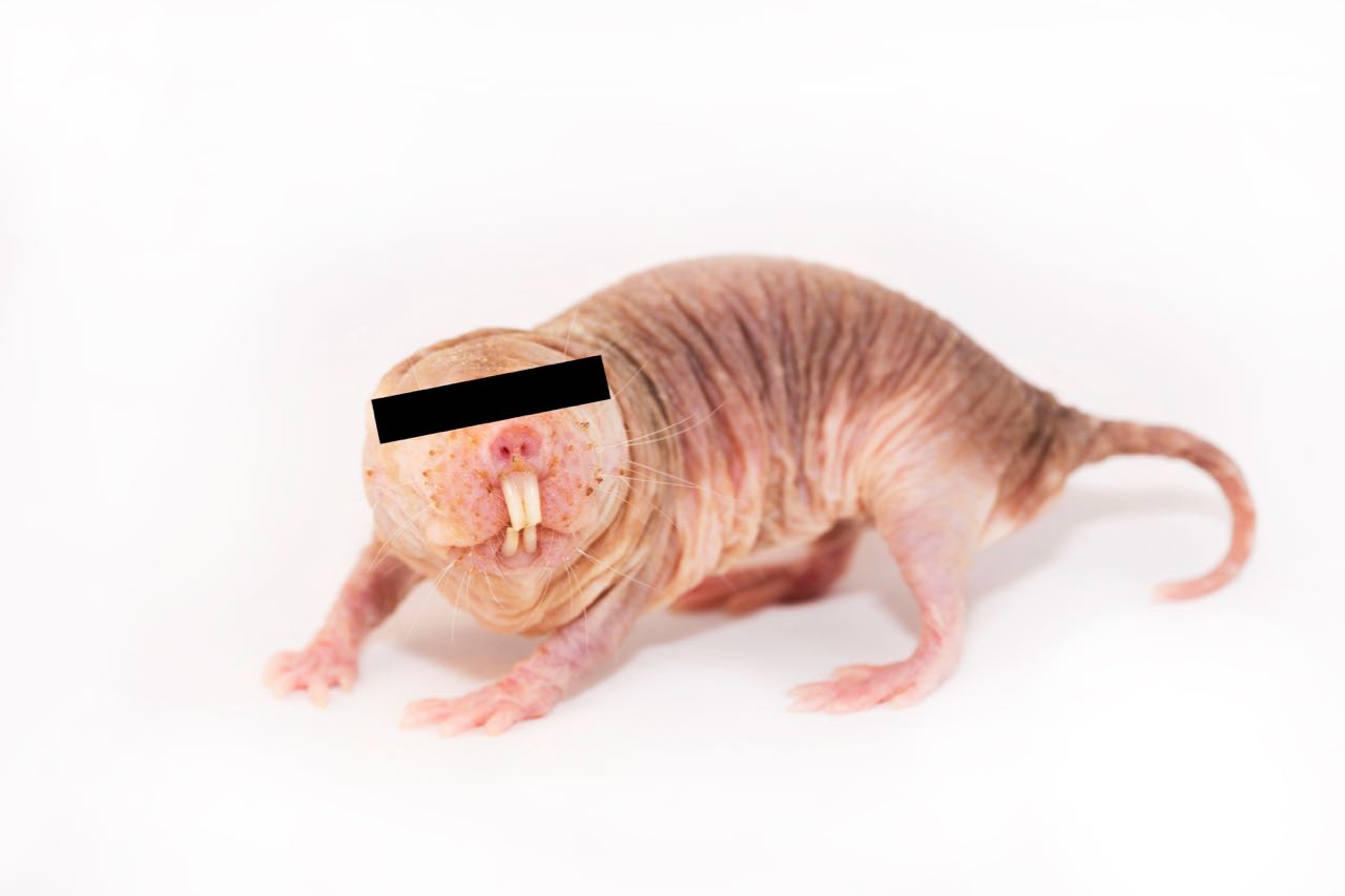 Private Naked Mole-rat Image ©  Lorna Ellen Faulkes and Julie Freeman