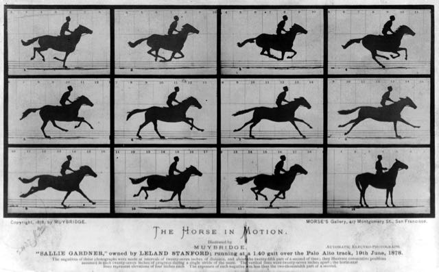 Muybridge's Horse images